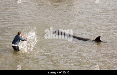 Une baleine Bottlenosed Nord perdu sur la Tamise près de Londres Angleterre Chelsea pont Albert Banque D'Images