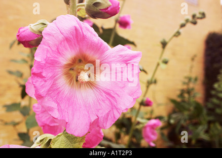 Alcea rosea rose trémière, Malvaceae commune, Banque D'Images