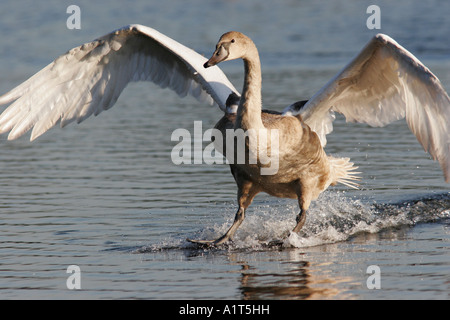 Cygne muet mineur Banque D'Images