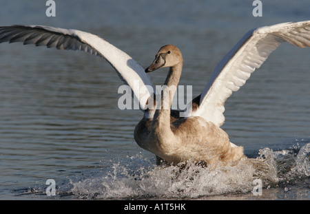 Cygne muet landing Banque D'Images