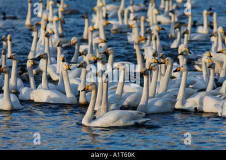 Troupeau Cygne chanteur Banque D'Images