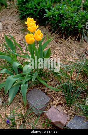 Tulipes jaunes dans un jardin de sculptures. Edina Minnesota MN USA Banque D'Images