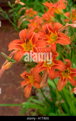 Le lis tigré orange qui fleurit dans le jardin. Door County Wisconsin WI USA Banque D'Images