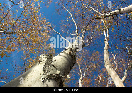 Jusqu'à lors de troncs blancs de Silver Birch against a blue sky Banque D'Images