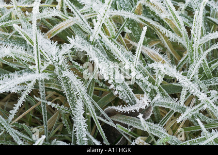 Cristaux de glace sur l'herbe en temps glacial Banque D'Images