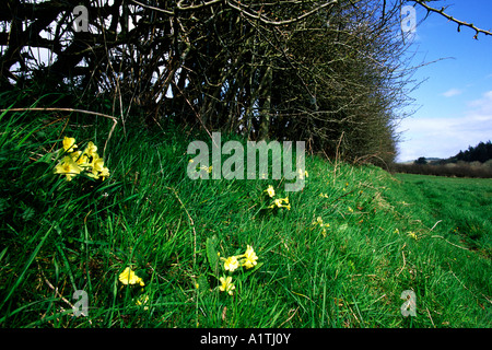Primevères (Primula vulgaris) la floraison sur une banque de couverture sur une ferme biologique dans la région de Powys, Pays de Galles, Royaume-Uni. Banque D'Images