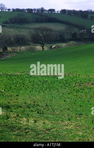 Les feuilles des crocus d'automne ou safran des prés (Colchicum autumnale) comme ils apparaissent au printemps. Banque D'Images