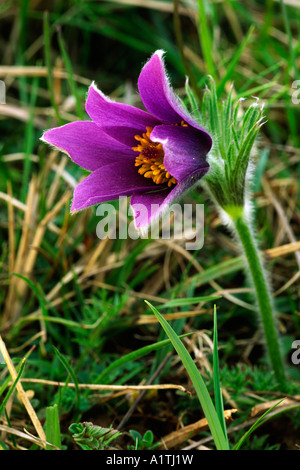Pulsatilla vulgaris Anémone pulsatille la floraison à l'un de ses sites indigènes dans la région des Cotswolds. Le Gloucestershire, Angleterre. Banque D'Images