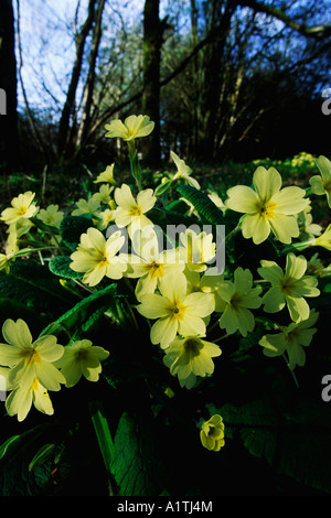 (Primrose Primula vulgaris) la floraison dans les taillis de bois. Powys, Pays de Galles, Royaume-Uni. Banque D'Images