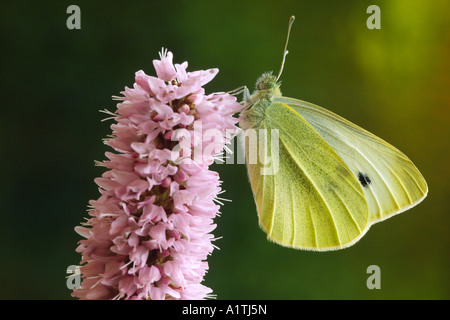 Petit papillon blanc (Pieris rapae) reposant sur une fleur de la bistorte. Powys, Pays de Galles, Royaume-Uni. Banque D'Images