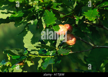 Apple chêne galles sur un arbre de chêne sessile (Quercus petraea) causés par le gall wasp Biorhiza pallida. Powys, Pays de Galles, Royaume-Uni. Banque D'Images