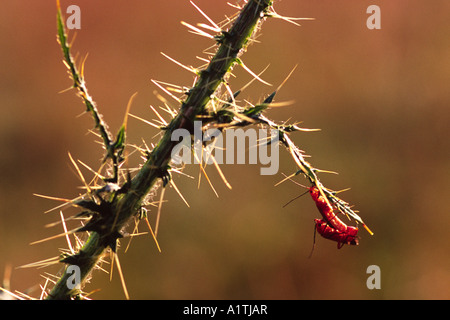 Soldat d'accouplement (Rhagonycha fulva) coléoptères sur Chardon. Powys, Pays de Galles, Royaume-Uni. Banque D'Images