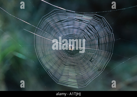 Jardin femelle ou Cross (araignée Araneus diadematus) au milieu de sa toile. Powys, Pays de Galles, Royaume-Uni. Banque D'Images