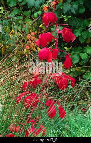 Ronce (Rubus fruticosus agg.) tir avec des feuilles en automne. crimson tourné Powys, Pays de Galles, Royaume-Uni. Banque D'Images