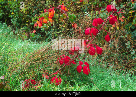 Ronce (Rubus fruticosus agg.) tir avec des feuilles en automne. crimson tourné Powys, Pays de Galles, Royaume-Uni. Banque D'Images