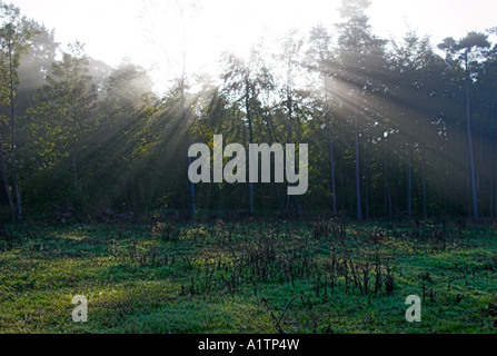 Soleil à travers les arbres Banque D'Images