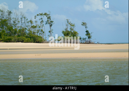 Une plage et des mangroves à l'embouchure de l'amazone l'île de Marajo Araruna état Para Brésil Banque D'Images