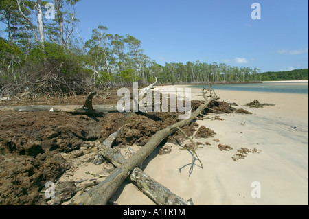 Une plage et des mangroves à l'embouchure de l'amazone l'île de Marajo Araruna état Para Brésil Banque D'Images