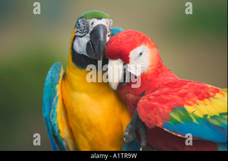 Bleu Jaune et un aras rouges câlins nr Manaus Amazonas Brésil etat Banque D'Images