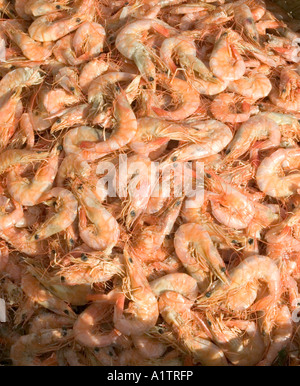 Gambas à la vente sur le marché Ver O Peso Para Belem Brésil etat Banque D'Images