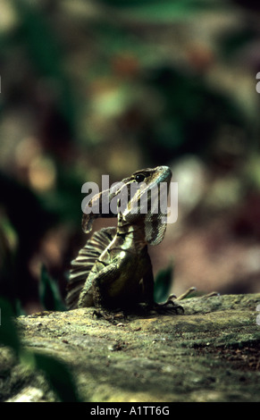 Basilisk Basiliscus basiliscus Lézard Jésus Christ le Costa Rica Banque D'Images