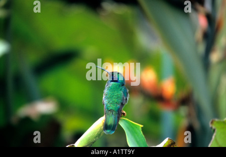 L'oreille Violet Vert Colibri, Colibri thalassinus, Costa Rica Banque D'Images