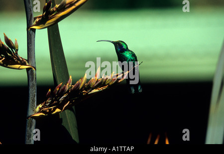 L'oreille Violet Vert Colibri, Colibri thalassinus, Costa Rica Banque D'Images