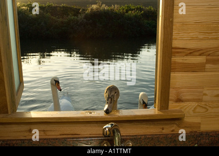 Jeune Cygne tuberculé (Cygnus olor) Cygnet amène la nourriture à fenêtre de cuisine comme Day Breaks, grand classique, style de canal d'Oxford UK Banque D'Images