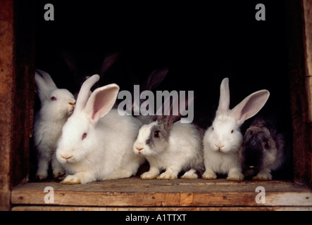 Lapin domestique, les lapins domestiques, lapin, lapins, Pujili, Province de Cotopaxi, Equateur, Amérique du Sud Banque D'Images