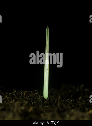 L'avoine sauvage hiver Avena sterilis plantule à première feuille coléoptile de Banque D'Images