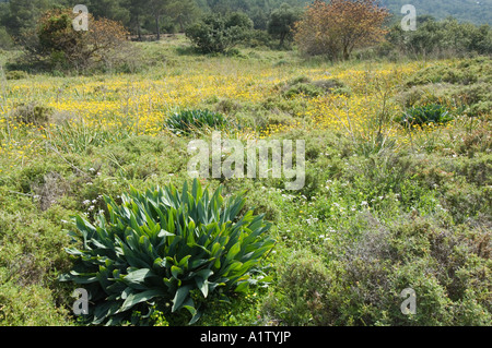 Tapisserie de fleurs, prairie, dans le nord de Chypre, Europe, mai Banque D'Images