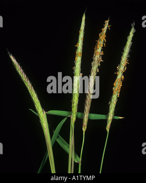 Les pics de floraison de blackgrass Alopecurus myosuroides sur fond noir Banque D'Images