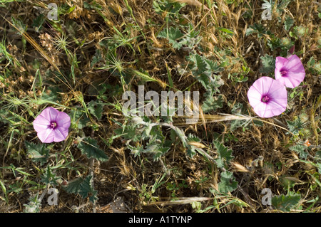 À feuilles de mauve, liseron des champs Convolvulus althaeoides, floraison sur le bord de la route, dans le nord de Chypre, Europe Banque D'Images