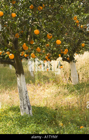 Orange Grove (Citrus aurantium) des fruits sur les arbres, Chypre du Nord, l'Europe d'avril Banque D'Images