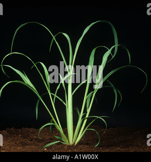 L'échinochloa pied-de-coq Echinochloa crus galli plant Banque D'Images