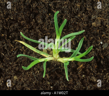 Meadow grass annuel jeunes graminées Poa annua Plante des mauvaises herbes Banque D'Images