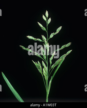 Meadow grass annuel Poa annua fleur non ouverte Banque D'Images