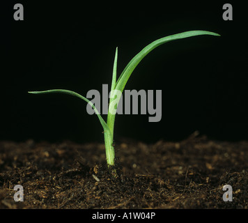 La sétaire glauque Setaria glauca récolte des plantules de mauvaises herbes graminées Banque D'Images