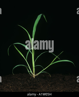 Guineagrass Panicum maximum tallage les jeunes plantes de mauvaises herbes graminées Banque D'Images