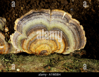 Champignon saprophyte Trametes versicolor queue la Turquie sur tronc d'arbre mort Banque D'Images