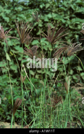 Chloris barbata enflées fingergrass fleurs Banque D'Images