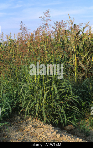 Johnson grass Sorghum halepense une touffe de graminées floraison USA Banque D'Images