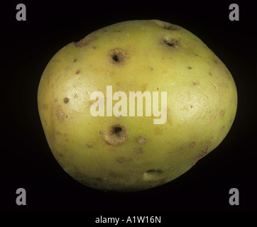 Le rhizoctone brun Rhizoctonia solani de trous ou de cavités dans la surface de la peau d'un tubercule de pomme de terre Banque D'Images