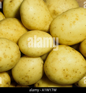 Les tubercules de pomme de terre variété Maris Piper qualité post-récolte Banque D'Images