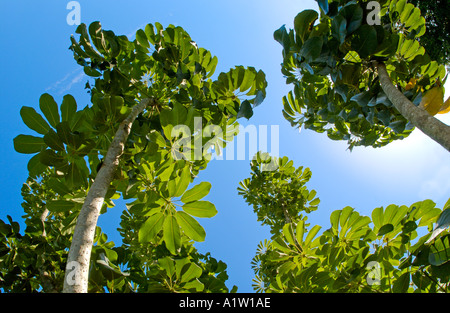 Arbre généalogique Schefflera tropicaux ornementaux en Floride Umbrella Tree Banque D'Images