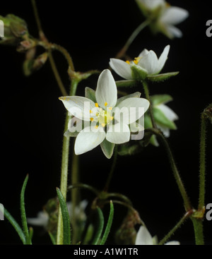 La spargoute des champs Spergula arvensis flower Banque D'Images