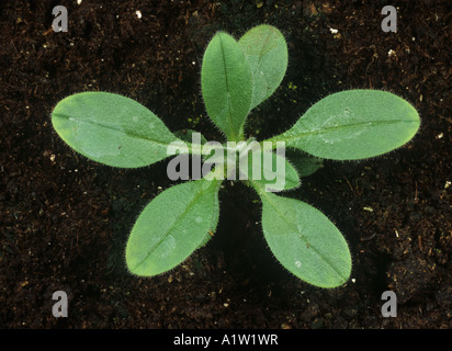 Ne m'oubliez pas Myosotis arvensis jeune plante avec 6 vraies feuilles Banque D'Images