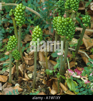 Chers seigneurs Arum maculatum arum sauvage les plantes à fruits pas mûrs Banque D'Images