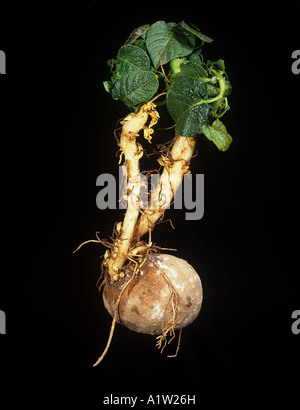 Dommages à germer de pomme de terre les résidus d'herbicides dans le sol Banque D'Images