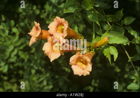 Vigne trompette Trompette ou rampantes (campsis radicans) fleurs Banque D'Images